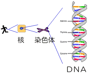 fig1