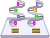 fig2